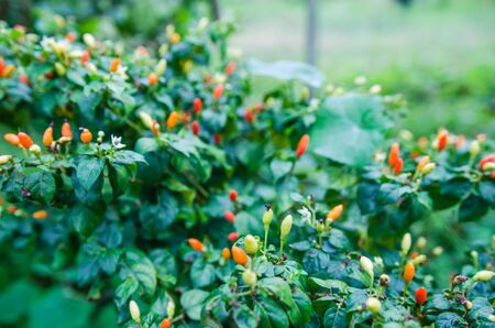 Spicy chili colorful planting in the garden.の写真素材