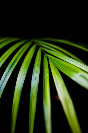 The beauty of details on the leaves. Soft-focus image on a black background.