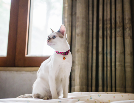 cute cat are sleep lazyの写真素材