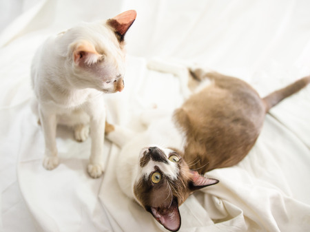 Cute cat is sleeping On a white background Soft-focus image.の写真素材