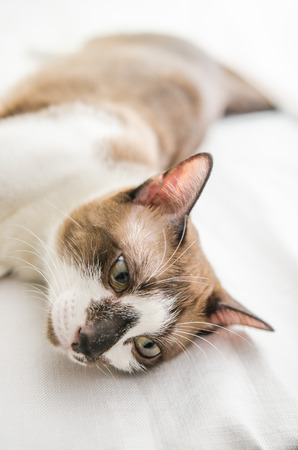 Cute cat is sleeping On a white background Soft-focus image.の写真素材