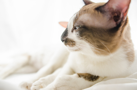 Cute cat is sleeping On a white background Soft-focus image.の写真素材