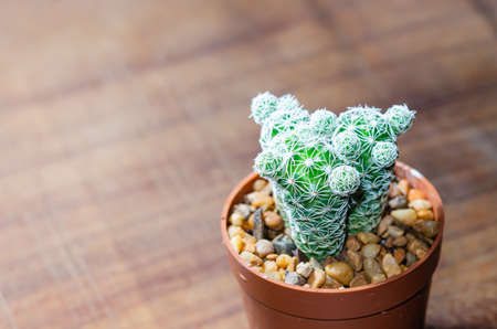 Cactus on a wooden table.の写真素材