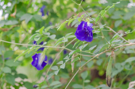Butterfly Pea flowerの写真素材
