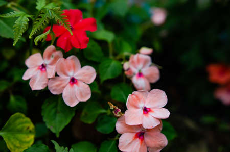 Flowers blooming in the forest, soft focusの写真素材