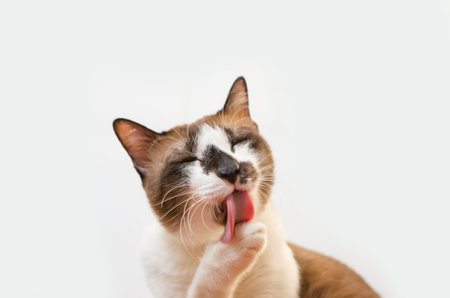 cute cat lying comfortably in a brown paper box white background Soft focusの写真素材