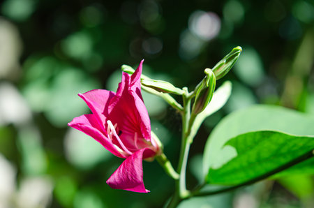 Flowers blooming in the forest, soft focusの写真素材