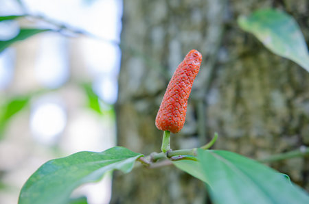 Flowers blooming in the forest, soft focusの写真素材