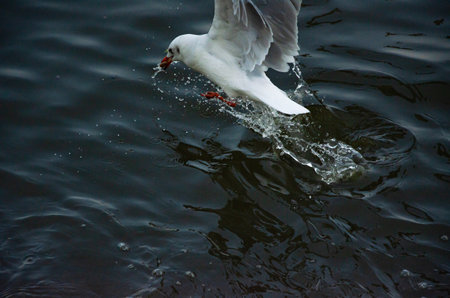 Seagulls that migrate from the cold to live in the Gulf of Thailand.