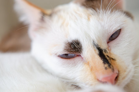 In the bed  the cat is about to sleep comfortably.の写真素材