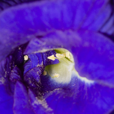 An up-close shot of pollen's beauty.の写真素材