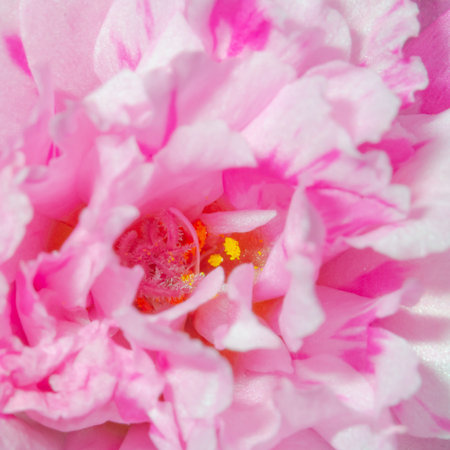 An up-close shot of pollen's beauty.の写真素材