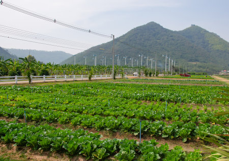 Thailand is a country that practices agricultureの写真素材