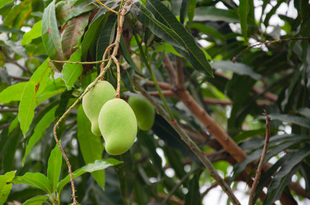 Fresh Raw mangoes on tree. Mango farming and cultivation background.の写真素材