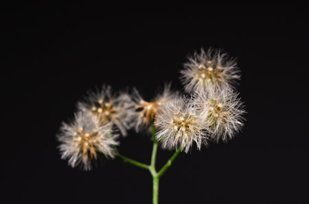 Detail of the Dandelion on the black Backgroundの写真素材