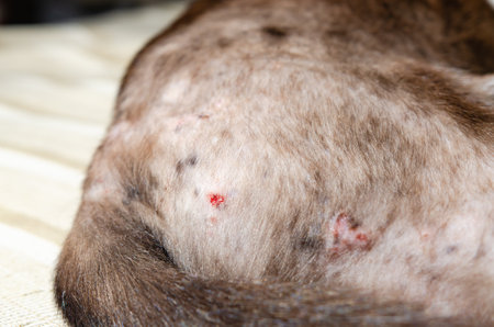 Allergic dermatoses in domestic cats. Diagnosis of Feline Scabies or Mangeの写真素材