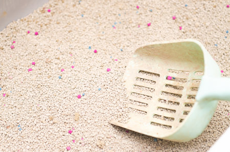 Cat litter box with a scoop  isolatedの写真素材