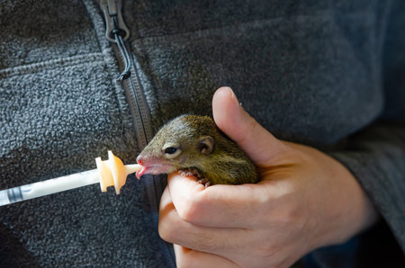 Feeds Milk to squirrel by wild animal assistanceの写真素材
