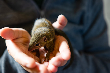 Little squirrel in caring female hands  Koh Payam island  Thailand. Animals of Southeast Asia  Thailand. Squirrel in a tropical climate on an island in the Indian Oceanの写真素材