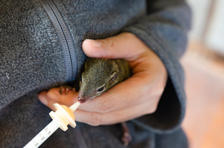 Feeds Milk to squirrel by wild animal assistanceの写真素材