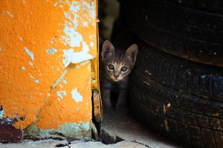 Kittenの写真素材