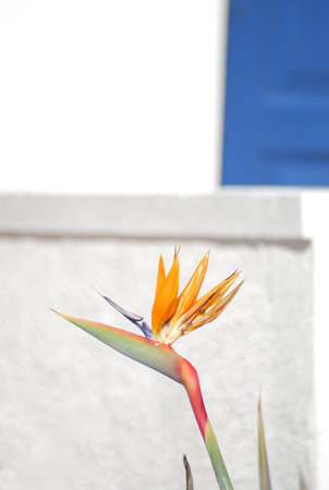  strelitziaの写真素材