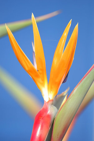  Strelitzia flower in close up  Selective focusの写真素材