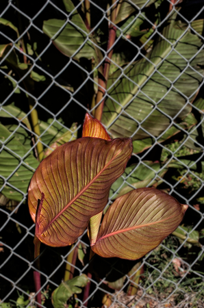 Canna lily leaves growing through a chain link fenceの写真素材