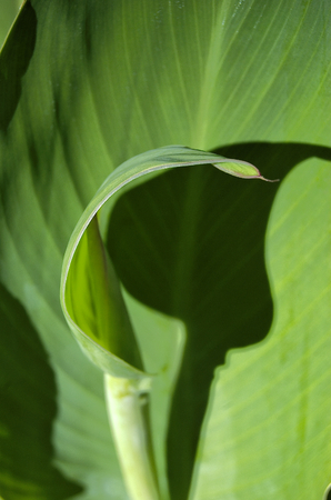 Canna lily leaf blooming in front of a flat leafの写真素材