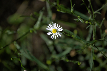 Tiny small white daisy flower with green backgroundの写真素材