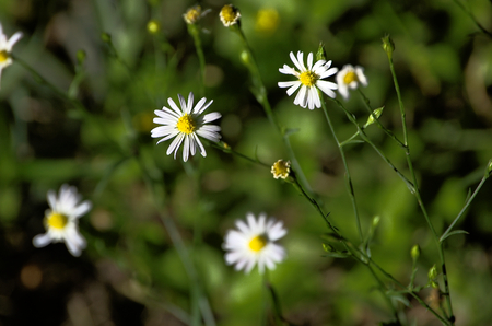 Tiny small white daisy flowers with green backgroundの写真素材