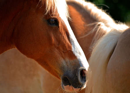 Close up horse head in front of other horsesの写真素材