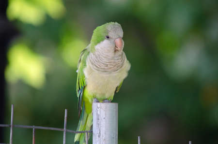 A monk parakeet, a species of bird migrant from South America, in a park in Barcelonaの写真素材