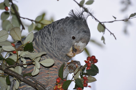 Lady Gang Gang
Gang Gang Cockatoo Female