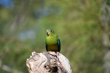 Orange Bellied Parrot