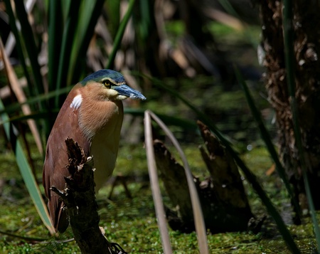 Nankeen Night Heron in the reed's
