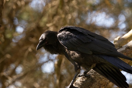 Australian Raven in a tree in a national parkの素材