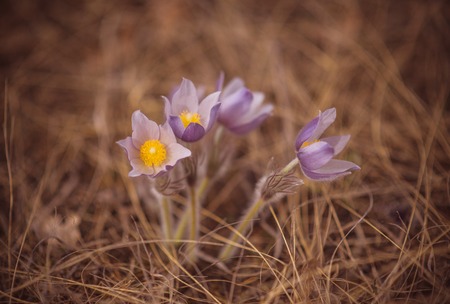 Colorful blooming purple violet Crocus heuffelianus (Crocus vernus) alpine flowers on spring Beautiful conceptual spring or early summer scene.の写真素材