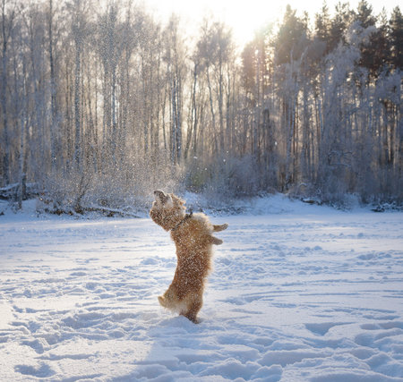 Playing with snow Hunting dog in winter forest. Dog on a winter hunt. A hunting dog in a snowy park in cold weather.の写真素材