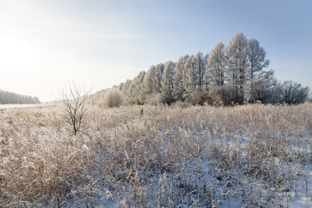 Winter landscape, trees and grass with hoarfrost frosty sunny as a background.の写真素材