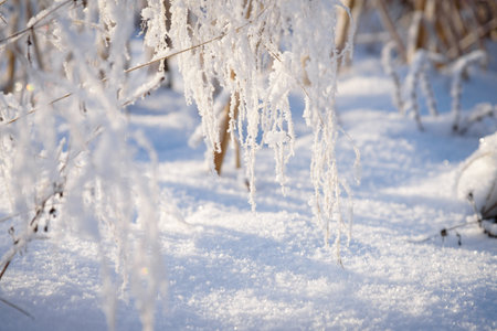 Winter landscape, trees with hoarfrost frosty sunny as a background.の写真素材