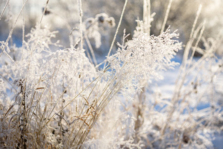 Winter landscape, trees with hoarfrost frosty sunny as a background.の写真素材