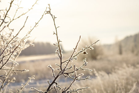 Winter trees with hoarfrost frostyの写真素材