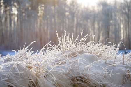 Winter leaves and grass with hoarfrost frosty sunny as a background.の写真素材