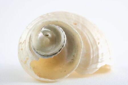 Close-up of Conical Sea Shellの写真素材