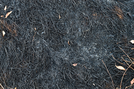 ash, burnt grassの写真素材