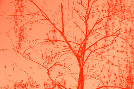 abstract live coral color background for design.の写真素材