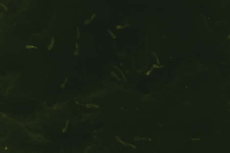 abstract black and dark green colors background for design.
