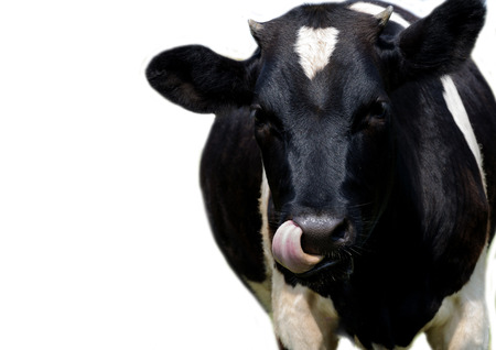 A young cow on a white background.の写真素材