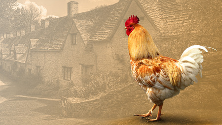Rooster on the farm.の写真素材